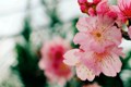 International Cherry Blossom Festival
